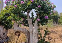 Sân vườn