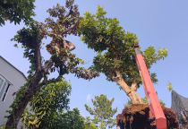 Cây đẹp