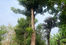 Cây đẹp