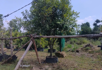 Cây đẹp