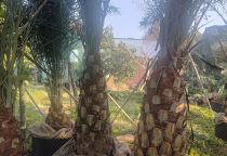 Cây đẹp