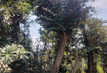 Cây đẹp