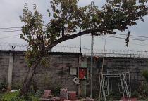 Cây đẹp