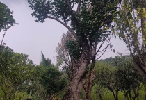 Cây đẹp