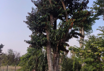 Cây Đẹp