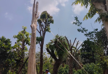 Cây đẹp