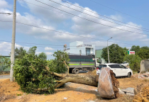 Cây Đẹp