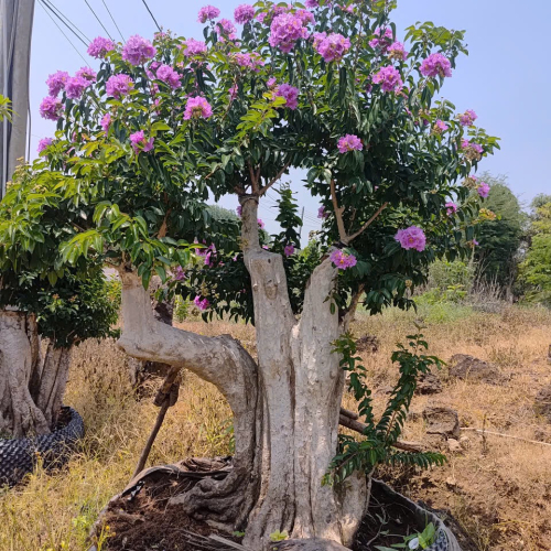 Sân vườn