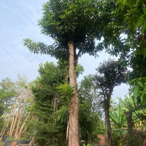 Cây đẹp