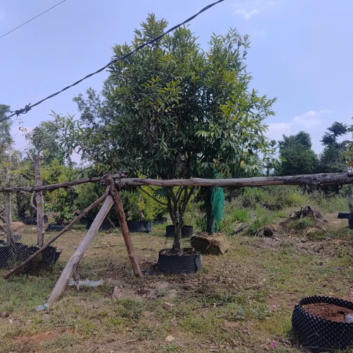 Cây đẹp
