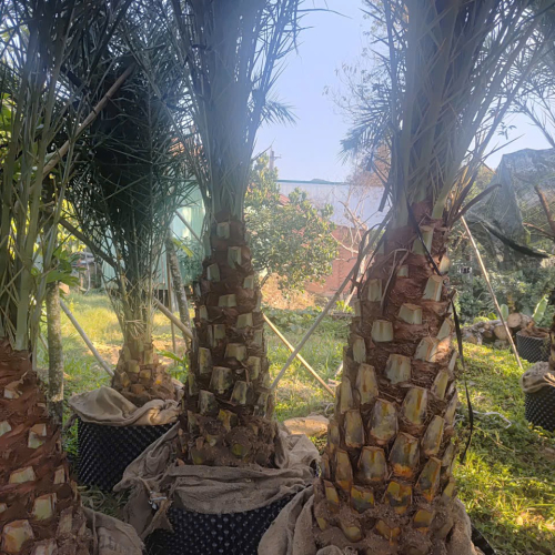 Cây đẹp