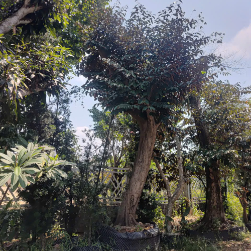 Cây đẹp