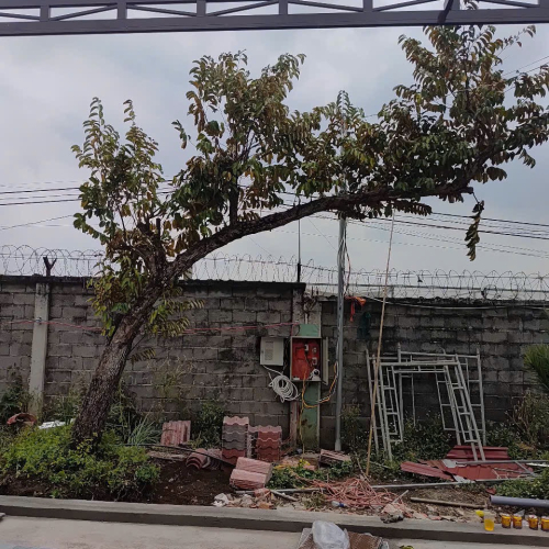 Cây đẹp