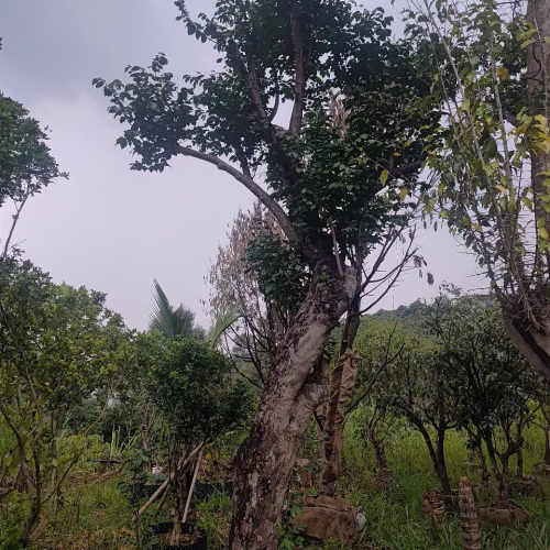Cây đẹp