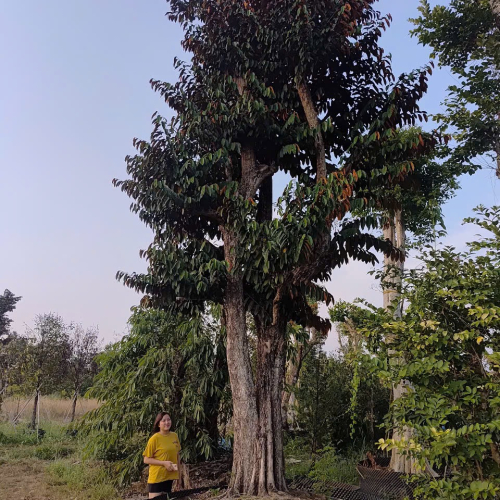 Cây Đẹp