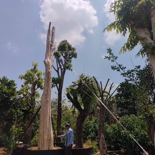 Cây đẹp