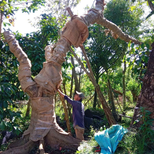 Cây đẹp
