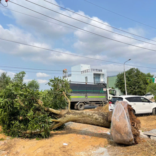 Cây Đẹp