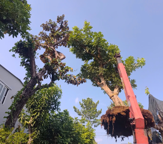 Tùng Cây Xanh - Chuyên cung cấp thi công cây ăn trái bóng mát